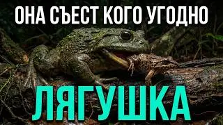 From Croaker to Monster: The Complete Truth About Frogs