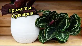 КАЛАТЕЯ в доме. Приметы и суеверия о Калатеи.