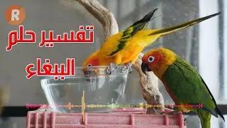 تفسير حلم الببغاء 🦜 - تفسير رؤية الببغاء للعزباء والمتزوجة والرجل في المنام - سلسلة تفسير الاحلام
