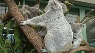 What Does It Eat