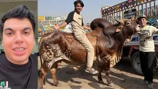 Qurbani Ka Pahla Janwar Ly Lea 😍 Alhamdulillah 