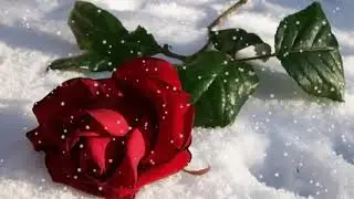 Она любила розы