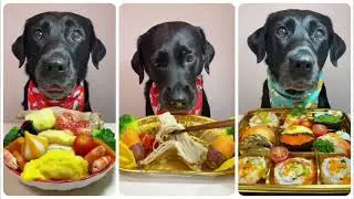 Ultimate Dog ASMR: My Pup's FAVORITECrunchy Meal! The Petting Zoo |Episode no.26