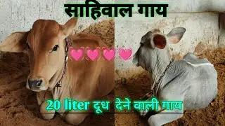 सबसे अधिक दूध देने वाली गाय की नस्ल 😱👉 