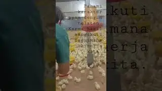 MENYATU dengan anak ayam😂