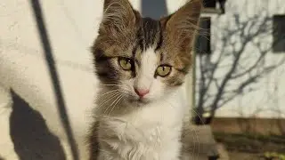 Relaxing Cat Video 274