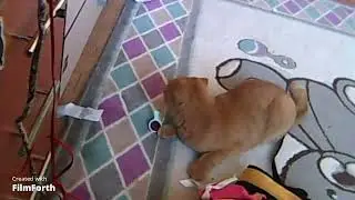 Кошка