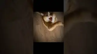 Котэ псих #антонбогданов #видеомейкер ##видеомонтажер #юмор #животные #котики #коты