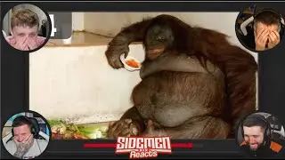 The Sidemen laughing at FAT Animals..