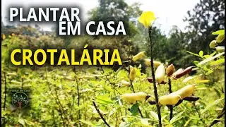 Crotalária uso e Dicas no Plantar em Casa