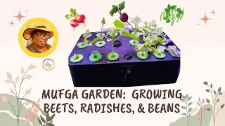 18 Pod Mufga Garden:  Beans, Radish & Beets