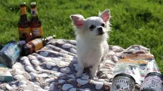 Secret For Pets