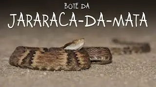 The jararaca or yarara tried to bite me!