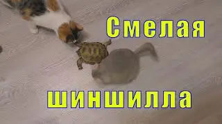 СМЕЛАЯ ШИНШИЛЛА /КОШКА В ШОКЕ