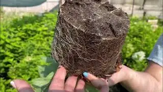 Метельчатые гортензии доступные к заказу ☎️ватсап 89509999994