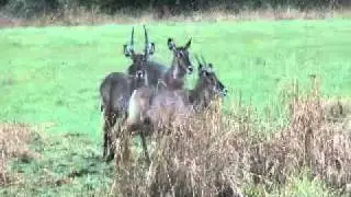 Kudu Parade