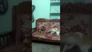 #funny#cat#dog#funnycatanddogcmplimation#shorts #viral#trendingstatus