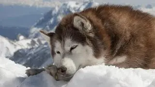 Belle and Sebastian- The Fox in the Snow