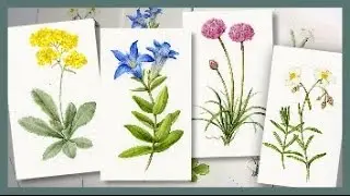 BOTANICAL ART   Technique tips and ideas from a recent commission