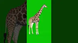 Giraffe Walking Green Screen Effect 