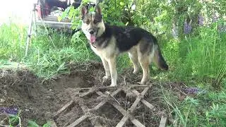 МЕТАЛЛОИСКАТЕЛЬ НЕ ВЫДЕРЖИВАЕТ МОЕЙ ЭНЕРГИИ,КОТОРАЯ ПРЕВРАЩАЕТСЯ В МЫШЦЫ