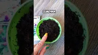 ЗА 1 МИНУТУ Как сажаю Семена