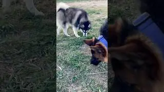 Husky pup makes friends with a big German shepherd