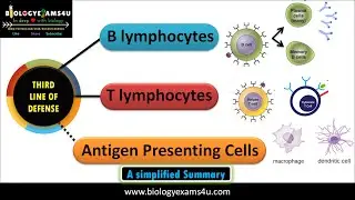 Third Line of Defense of Immune system|| B cell and T Cell mediated pathways