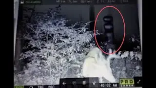 Strange entity caught on trailcam