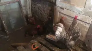 Переделка в курятнике! Подготовила гладиолусы!