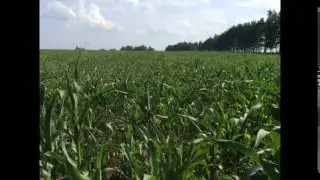 Кукуруза в Зарайском районе. 26.07.2017