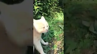 Кошачьи разборки😾