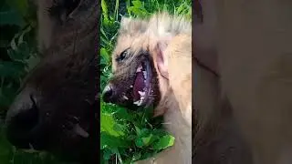 Немецкая овчарка Луна....