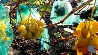 Artek grapes - 2018