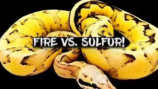 Comparison of the Fire and Sulfur Ball Python Genes!