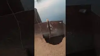 чехонь на судачью снасть