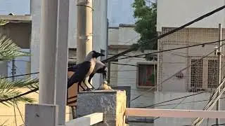 Crow eating baby pigeon