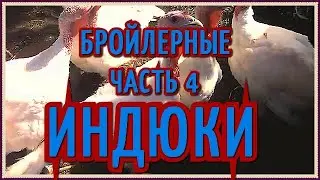 ОПЫТ ВЫРАЩИВАНИЯ БРОЙЛЕРНЫХ ИНДЮКОВ/БРОЙЛЕРНЫЕ ИНДЮШАТА/РАЦИОН КОРМЛЕНИЯ ИНДЮШАТ/ЧАСТЬ 4