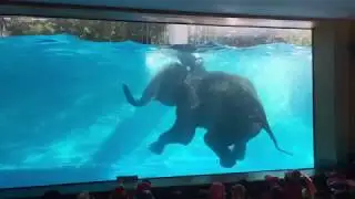 Паттайя Зоопарк Кхао Кхео