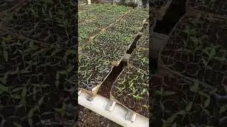 bedengan cabe sedang di jemur