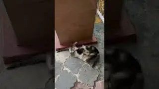 Kittens 🐈‍⬛ fight Funny #cat #kitten #catlover #catshorts