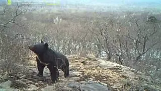ID5248/Большехехцирский заповедник/Гималайский медведь обследует куст рододендрона