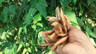 Lima Beans Harvest From The Garden!