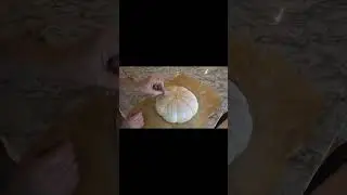 How to Shape and Score Pumpkin Shaped Sourdough Bread  #shorts #pumpkin #sourdoughscoring