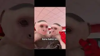 maymun mu yoksa meymun mu 
