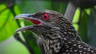 Evolution of Brood Parasitism in Birds