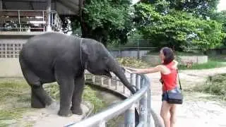 Слоны в Парке Миллионолетних камней - Elephants