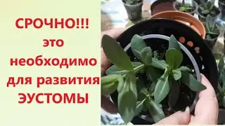 СРОЧНО, ПЕРЕВАЛКА ЭУСТОМЫ, ЭУСТОМА ЗАМЕДЛИЛА РОСТ, ЧТО ДЕЛАТЬ?