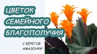 Калатея шафранная "Вечный огонь". Уход и особенности содержания дома