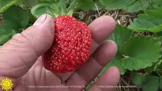 Сорт клубники Азия.